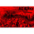 PKR011.5-4 The Flex "Flexual Healing VI: Live From The Pain Cave" Cassette Album Artwork